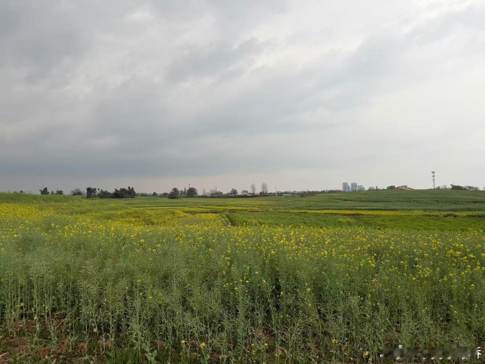 33这把麦田圈 33这把麦田圈已成功解锁哈哈哈哈！敬请期待成片，这把麦田圈，快躲