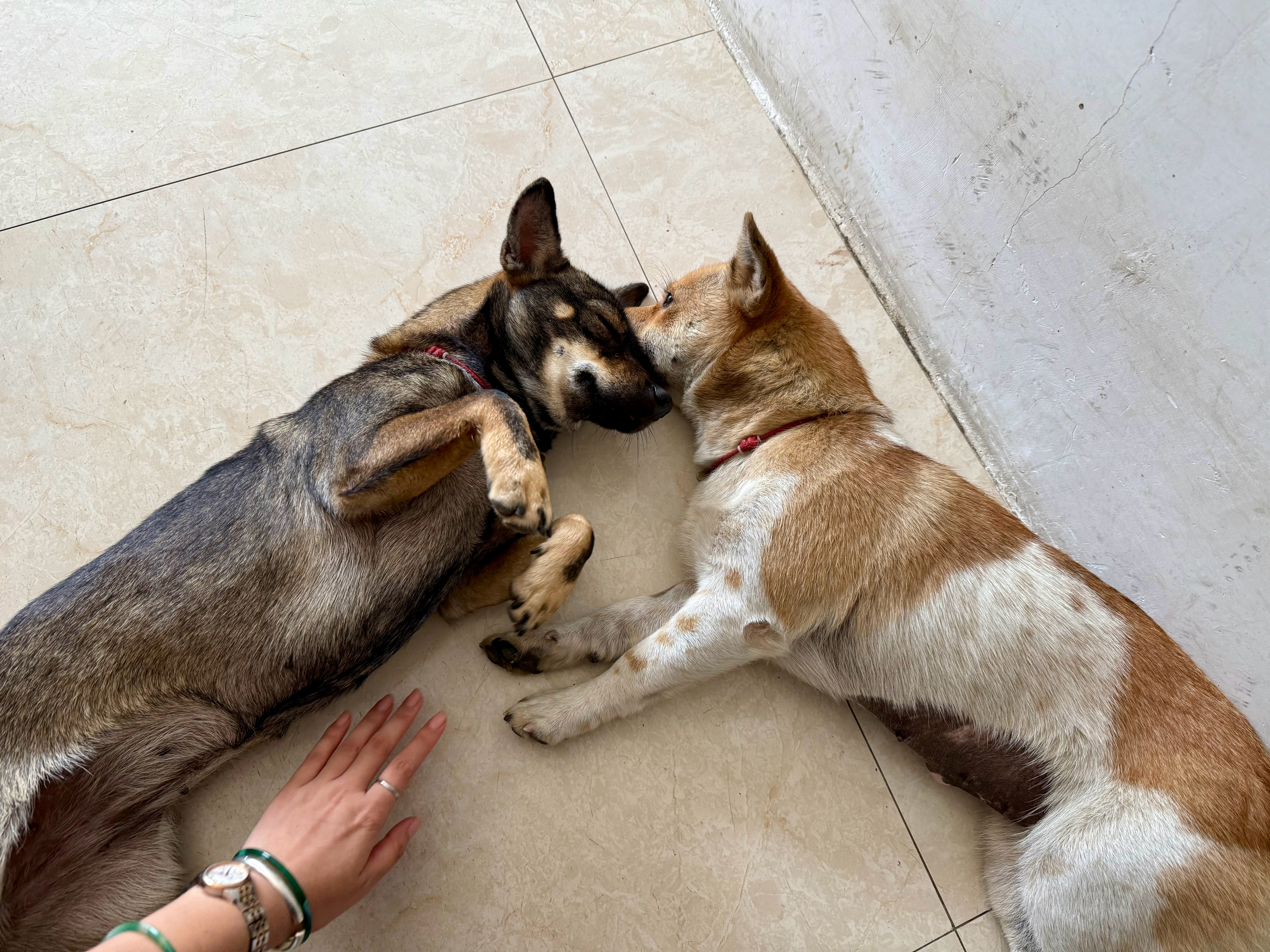 哈哈哈哈哈哈哈哈哈哈朱迪🐶尼克🐕 ​​​