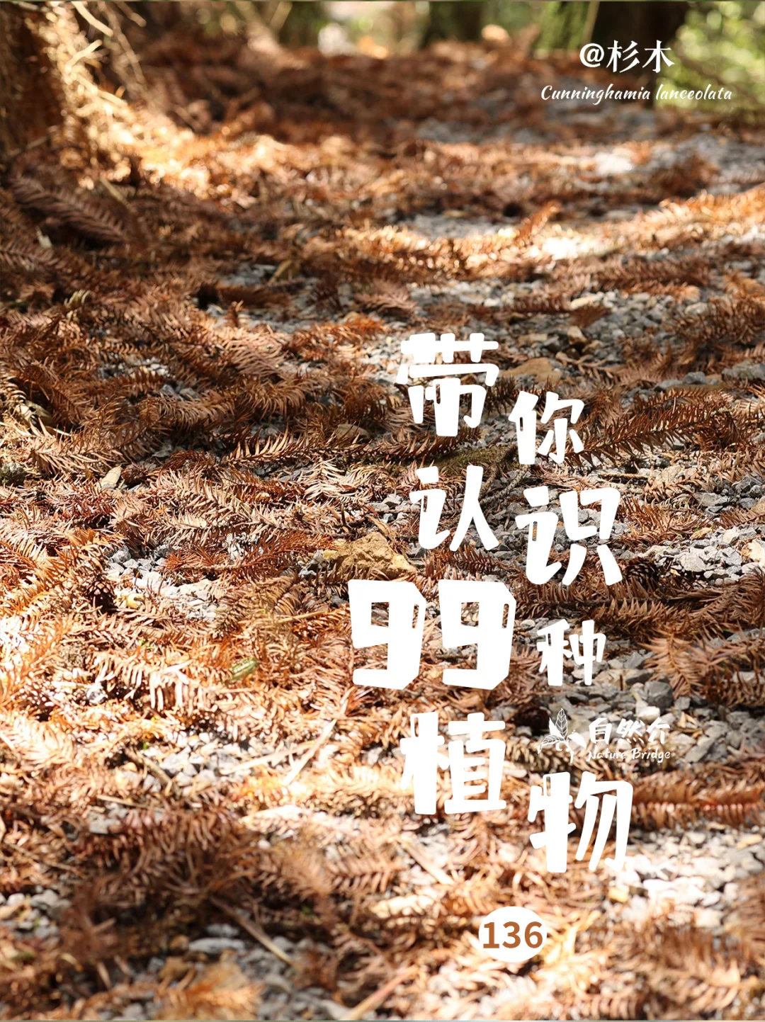 带你认识99种植物
