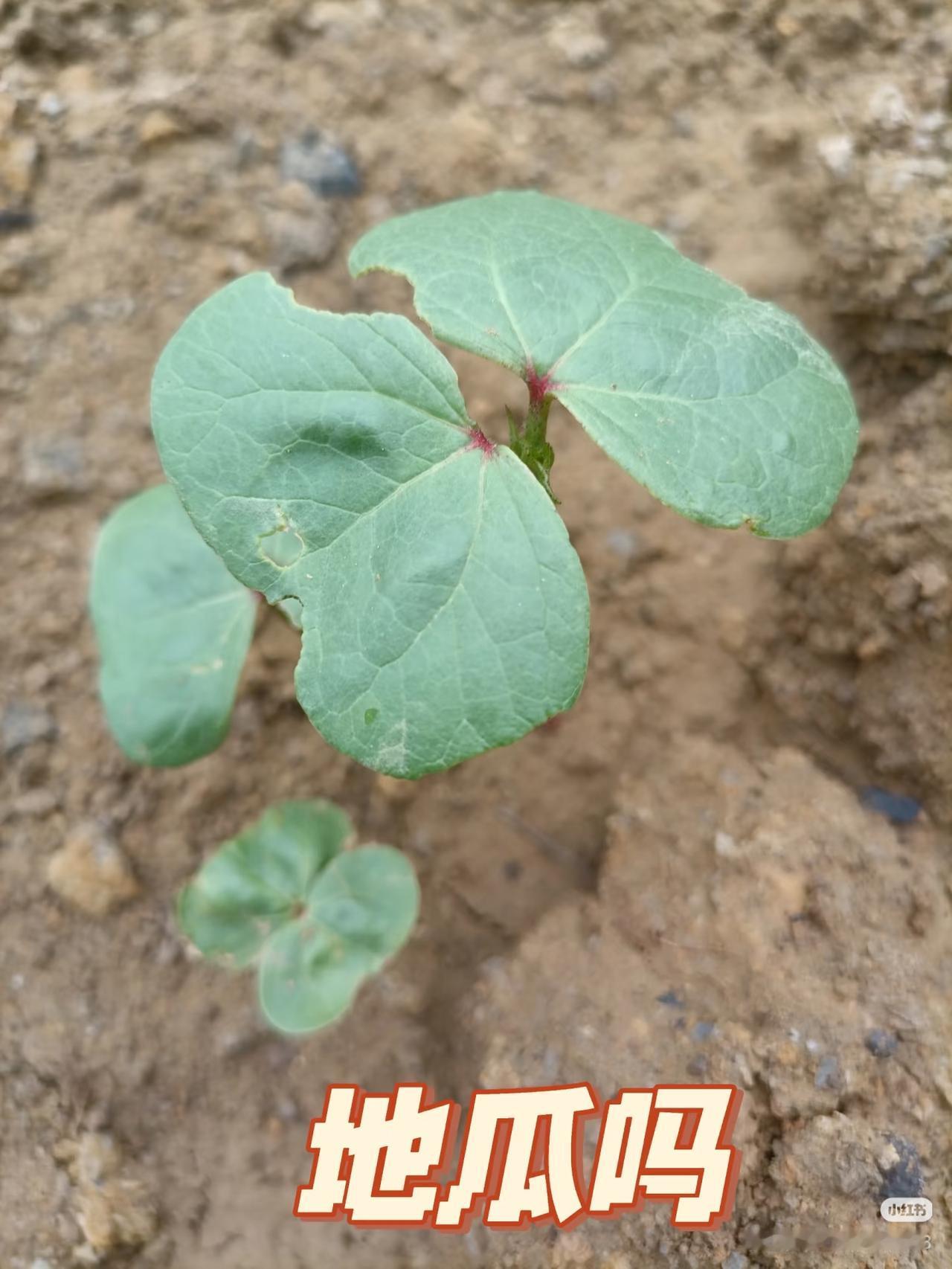 猜一猜！
朋友们：
请大家都来说说吧！

种瓜得豆？