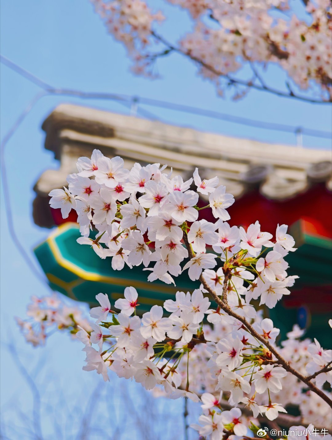  北京的春天，藏在每一个街角公园。  摄影北京花开正好