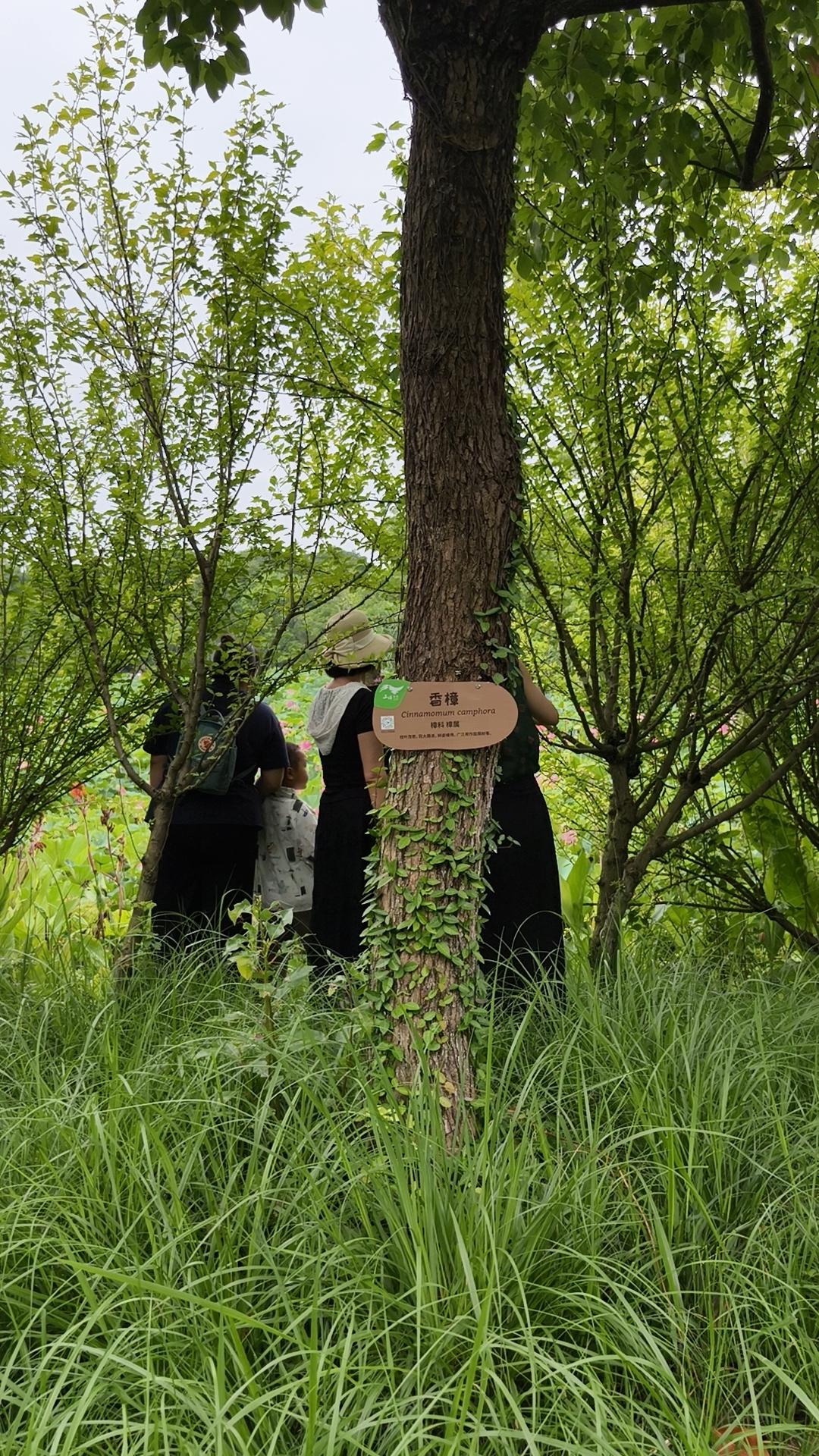 去三垟湿地玩，我本来以为人不会太多，就找了个自认为安静的角落，打算享受片刻宁静。