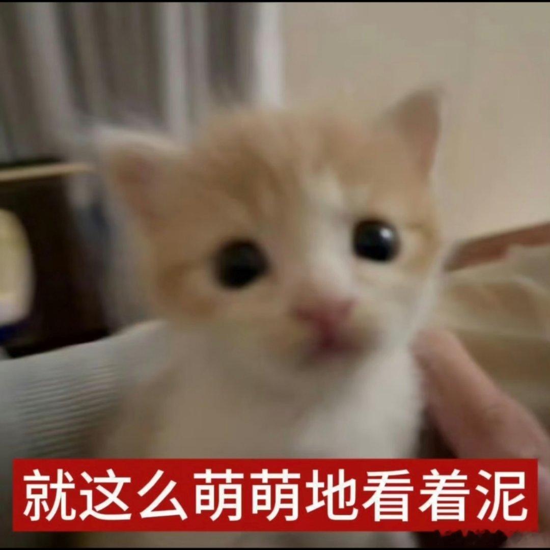 小猫可爱表情包！ 