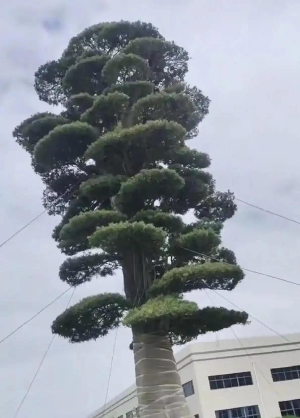 为保价值1200万的罗汉松，浙江温岭工厂老板给树定制不锈钢圆筒，还配钢缆固定。往