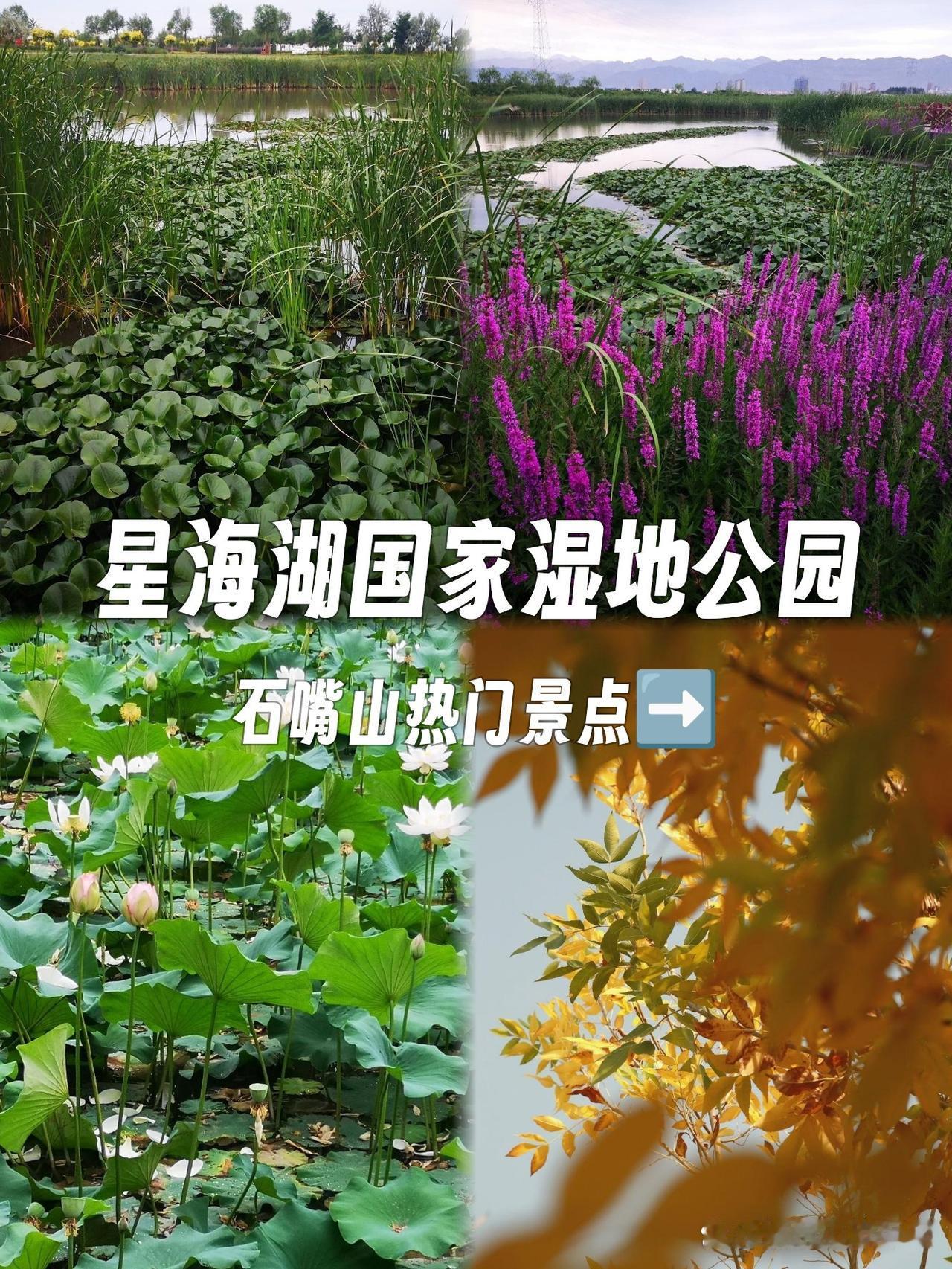 🌊石嘴山星海湖秘境｜湿地徒步天花板

在西北荒漠中挖到一片绿野仙踪！星海湖国家
