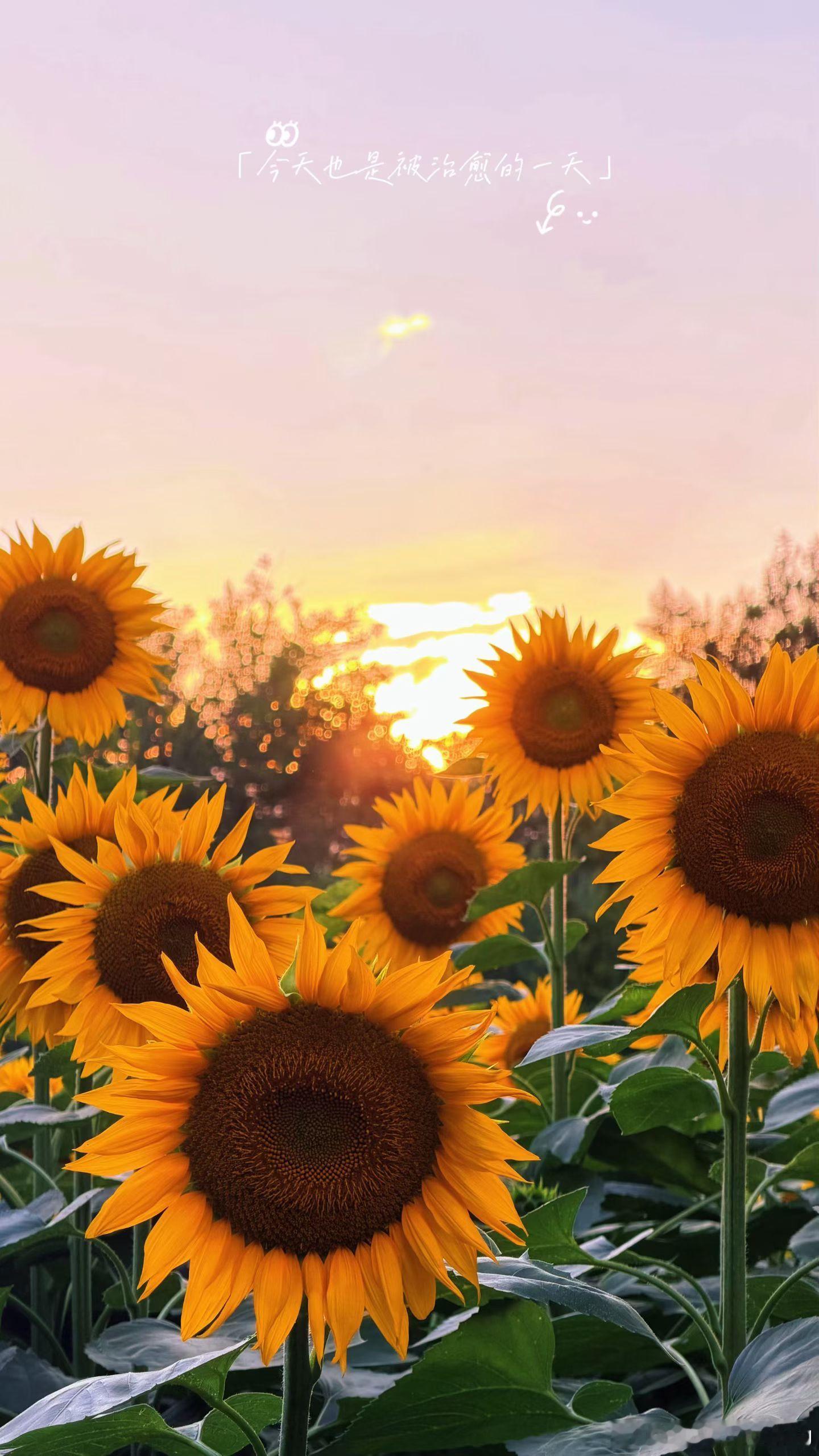 奥森的向日葵🌻开的太美了，美的让人陶醉🤩趁着夕阳，好像奔赴这满怀希望的未来