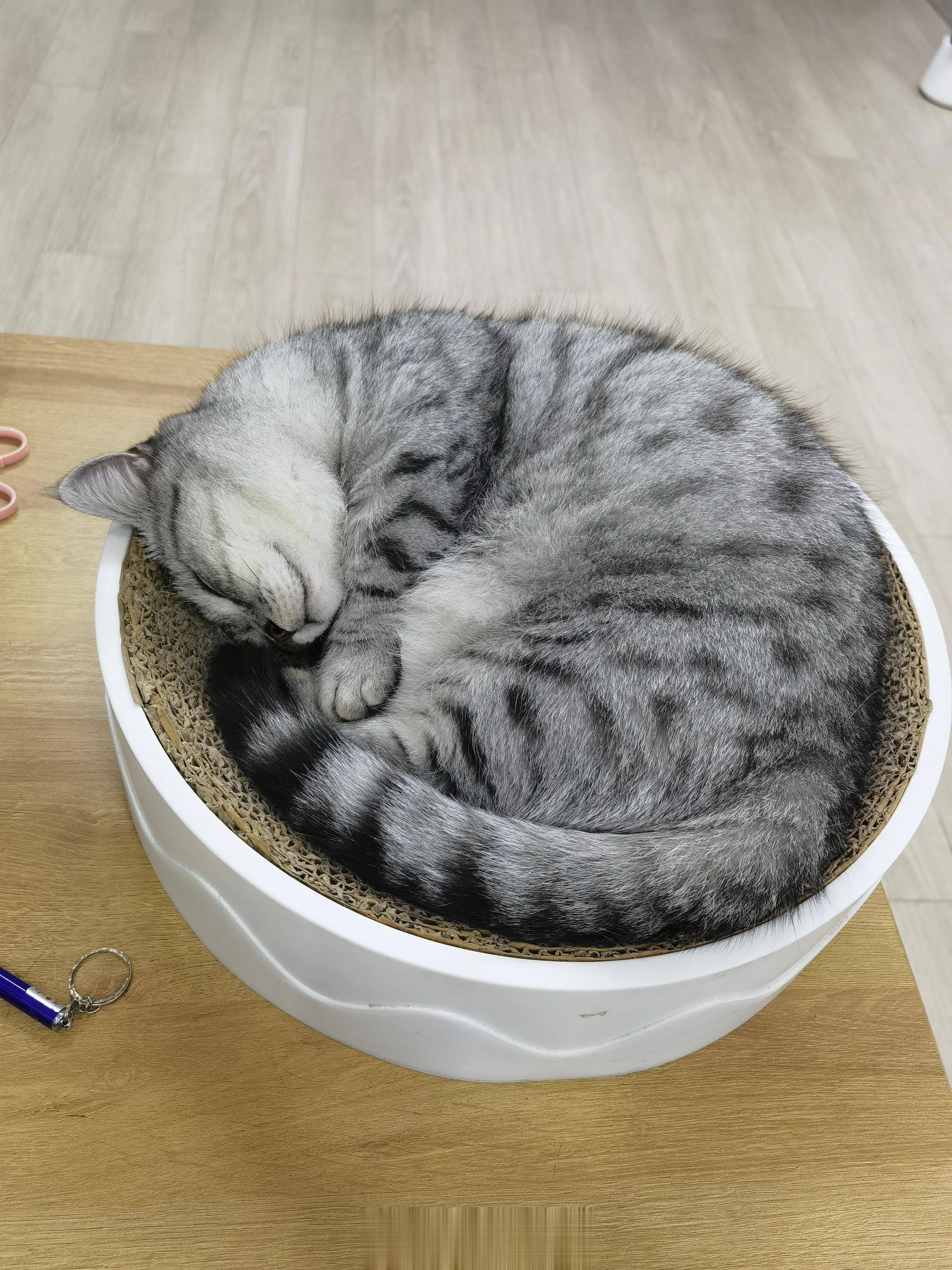 一碗猫想摸一下吗[笑而不语] ​​​一碗猫之前的照片：