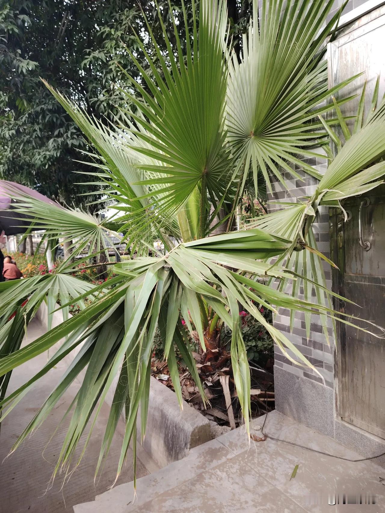 今天妈妈又去街市卖菜去了，爸爸骑着三轮车带着妈妈，梁老很高兴，虽然卖不了几块钱，