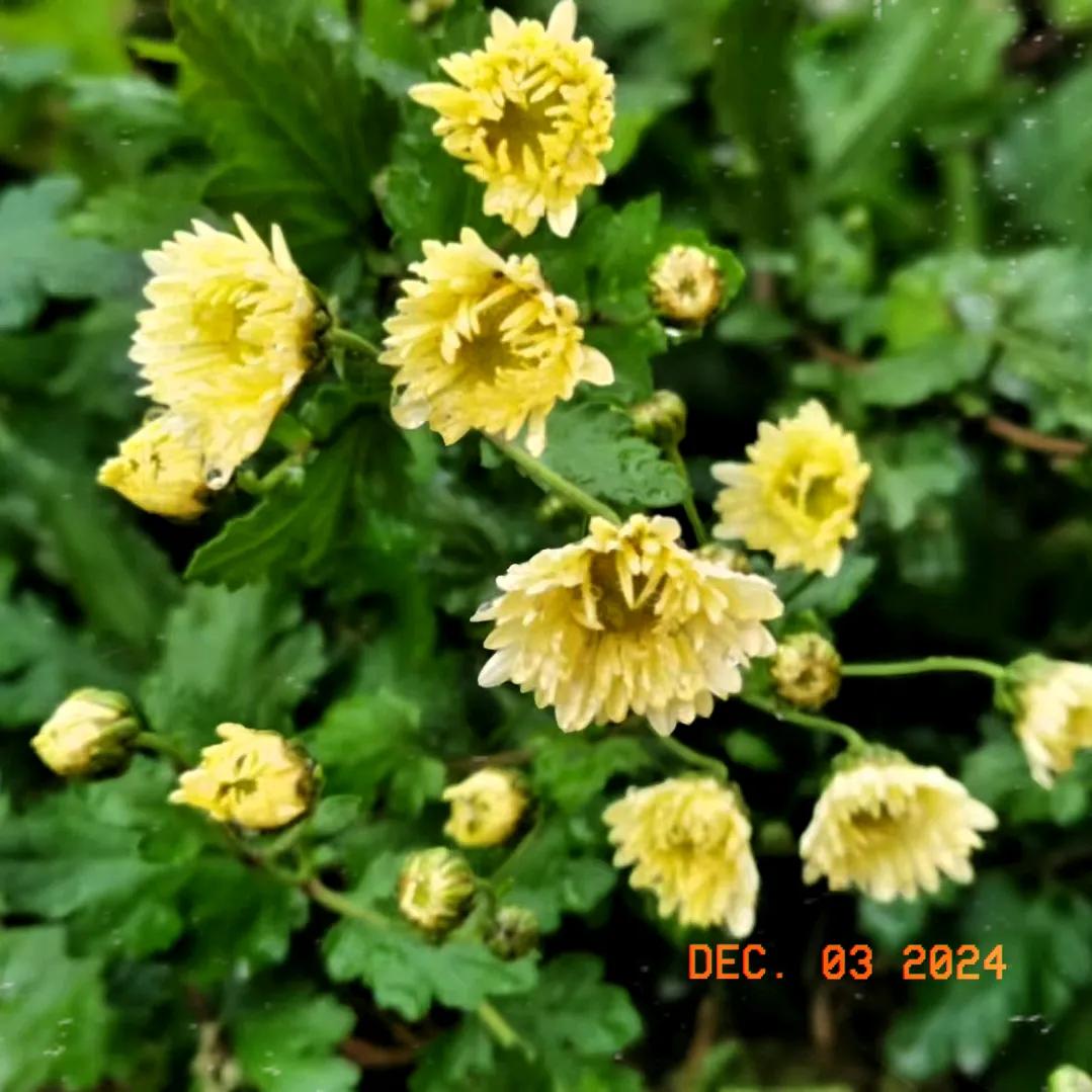 上联:冬去千山秀
下联:春来大她苏