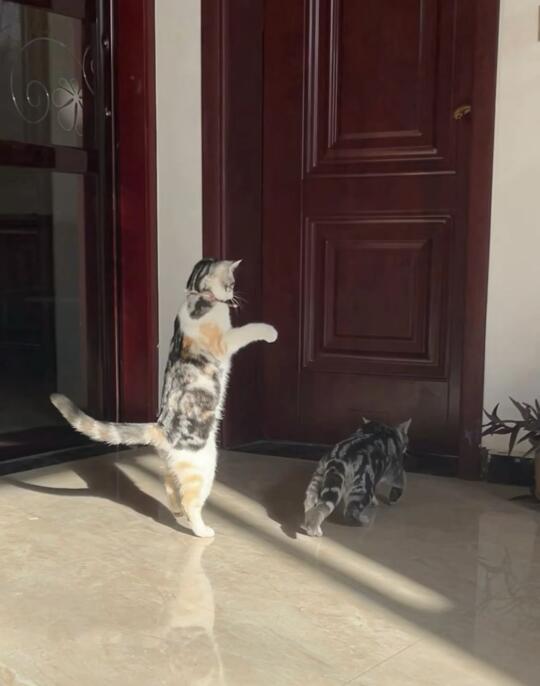 狗狗祟祟的小猫