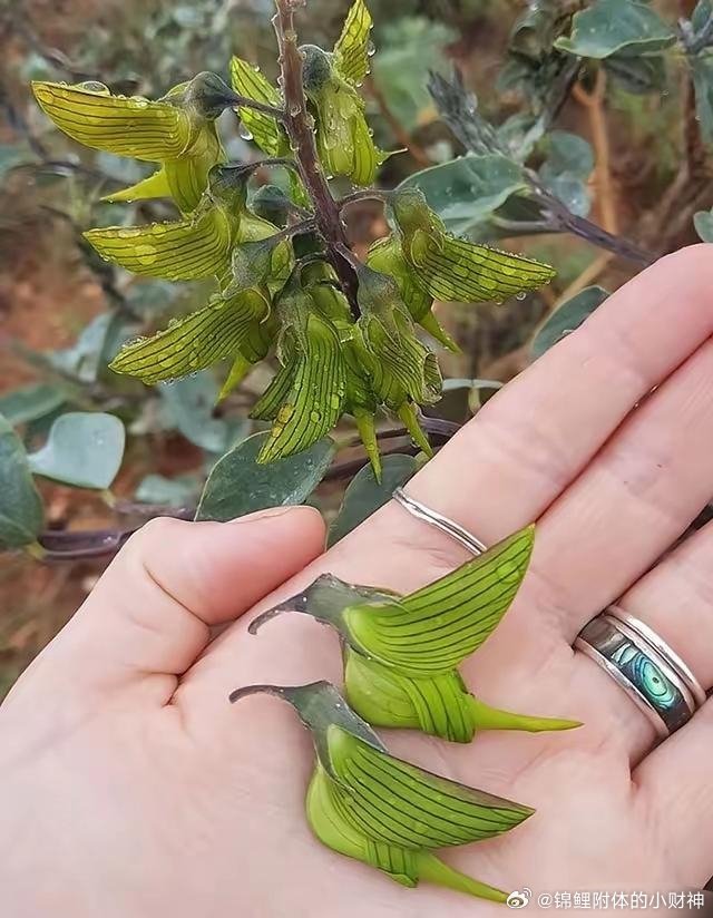 这世界绝对是假的，造物主都懒得创作了，直接拿鸟模型贴上去的 