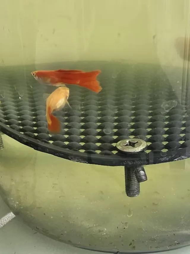 怎样保护刚出世的幼鱼不被大鱼吃掉
我养金鱼的时间虽不长，我理解了民间传说的''大