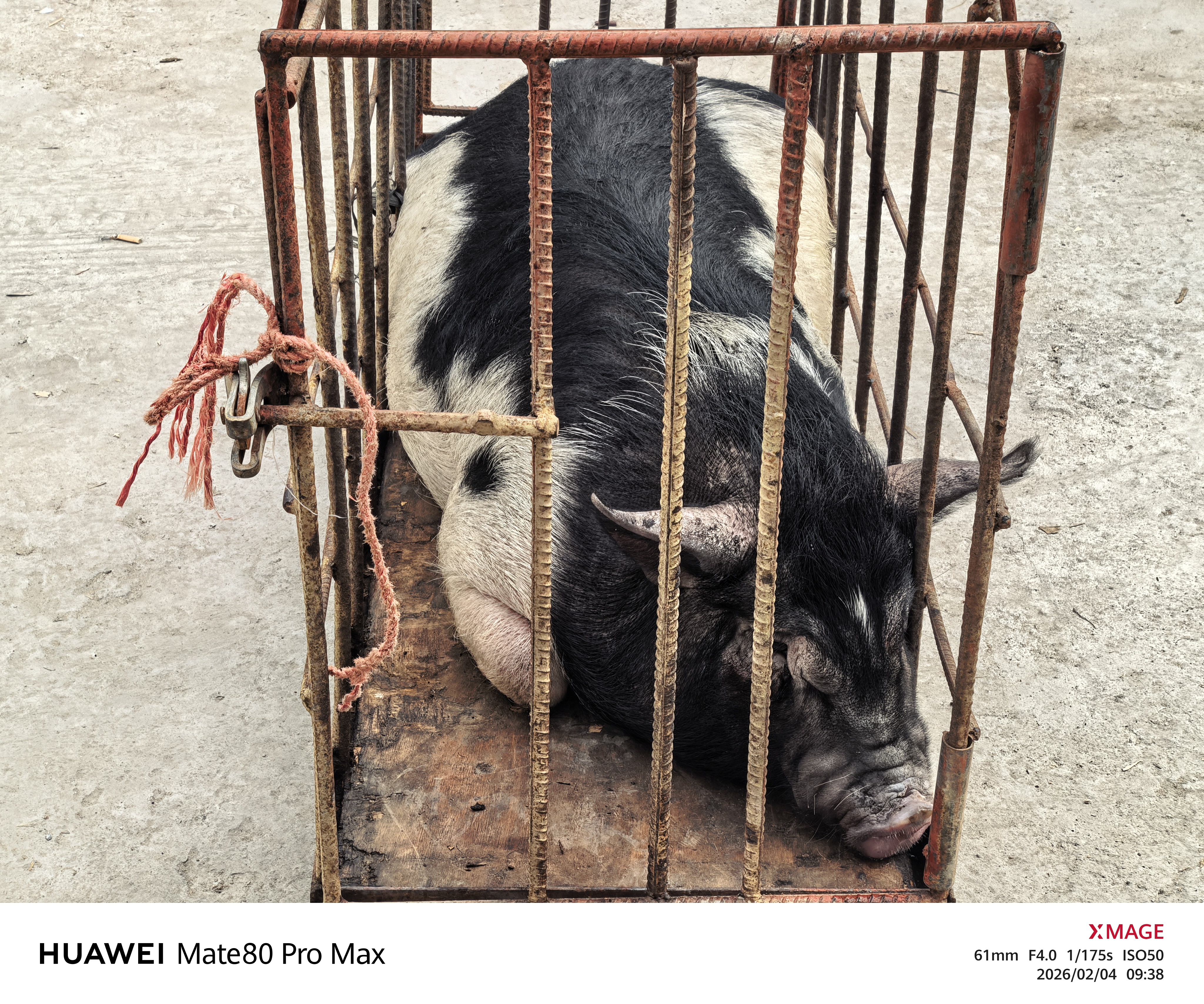 有没有粉丝在附近的？中午请大家吃全猪宴。 韶关·利坑村