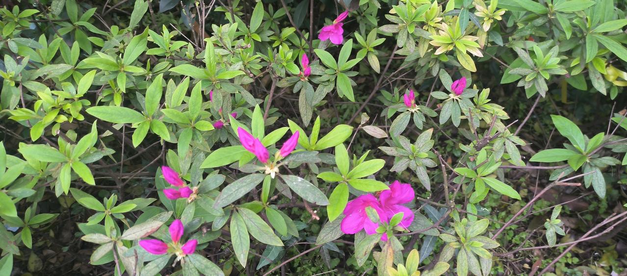 小区绿化带里的杜鹃，临沐着春风，身披晨阳的霞光，争相吐露出含苞欲放的花蕾，间杂几