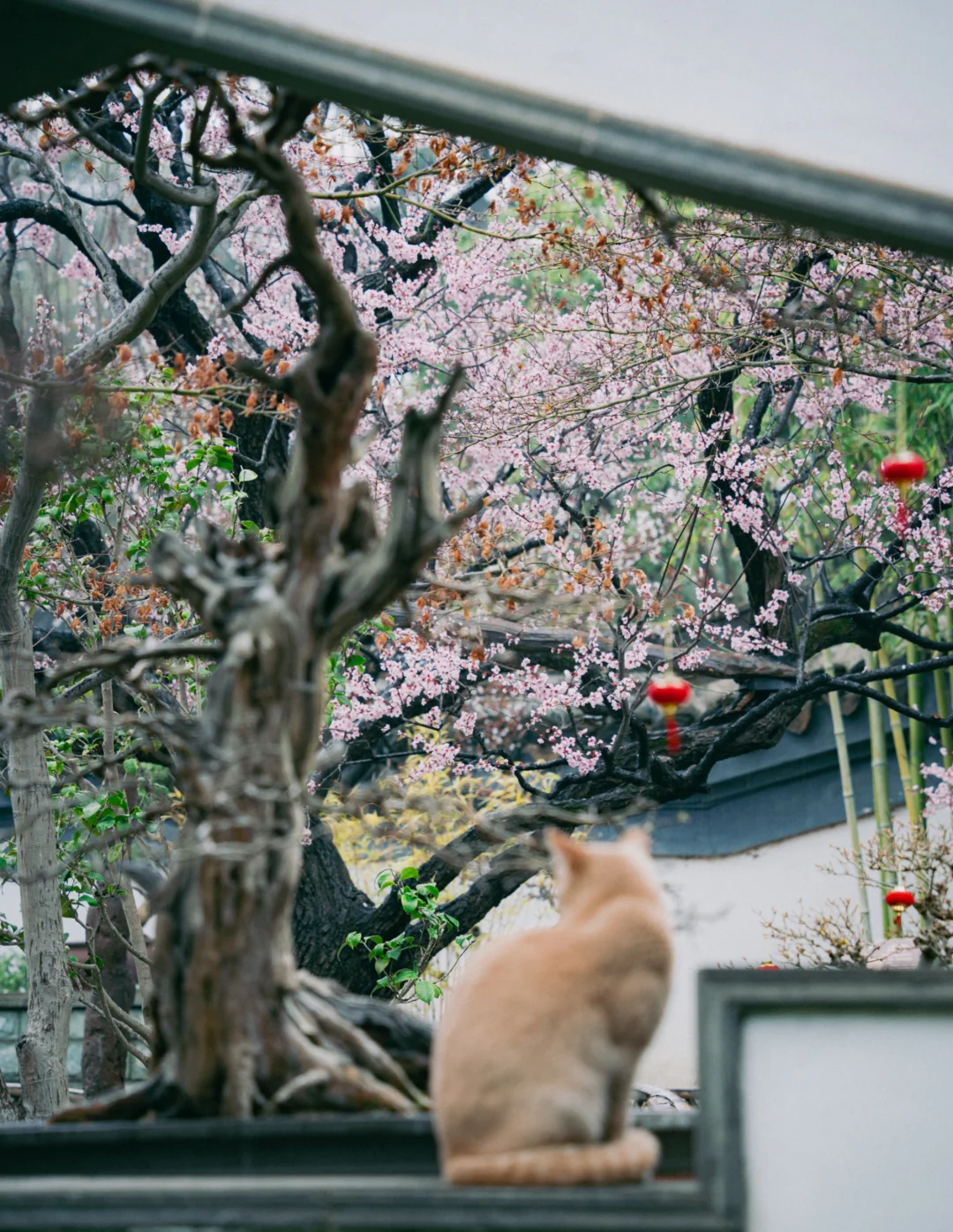 终于懂了，为何古人偏爱烟雨江南