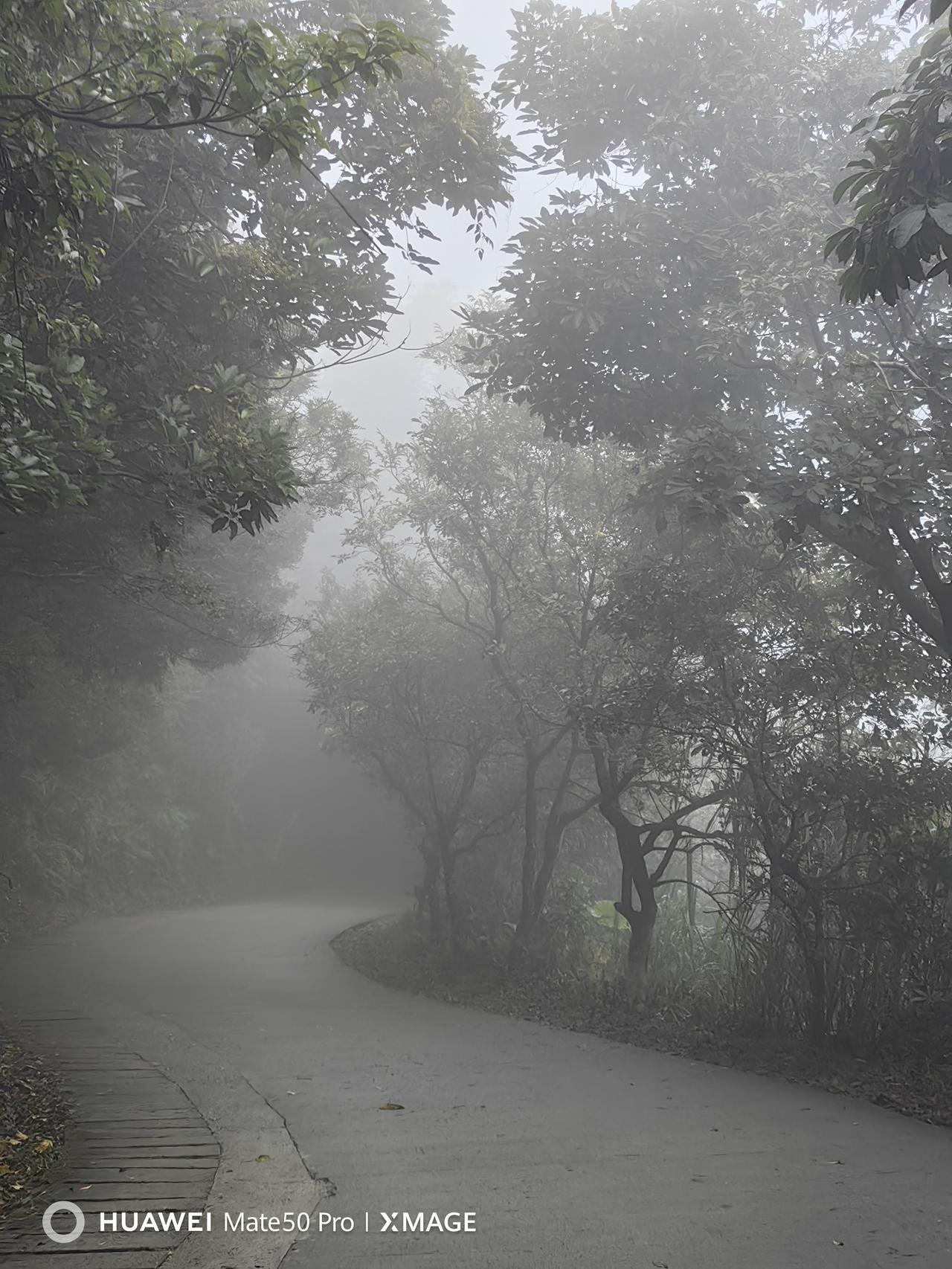 《梧桐雾中行》：雾笼梧桐万径封，杖敲云影辨行踪。不知山向何方去，但听松声过顶峰。