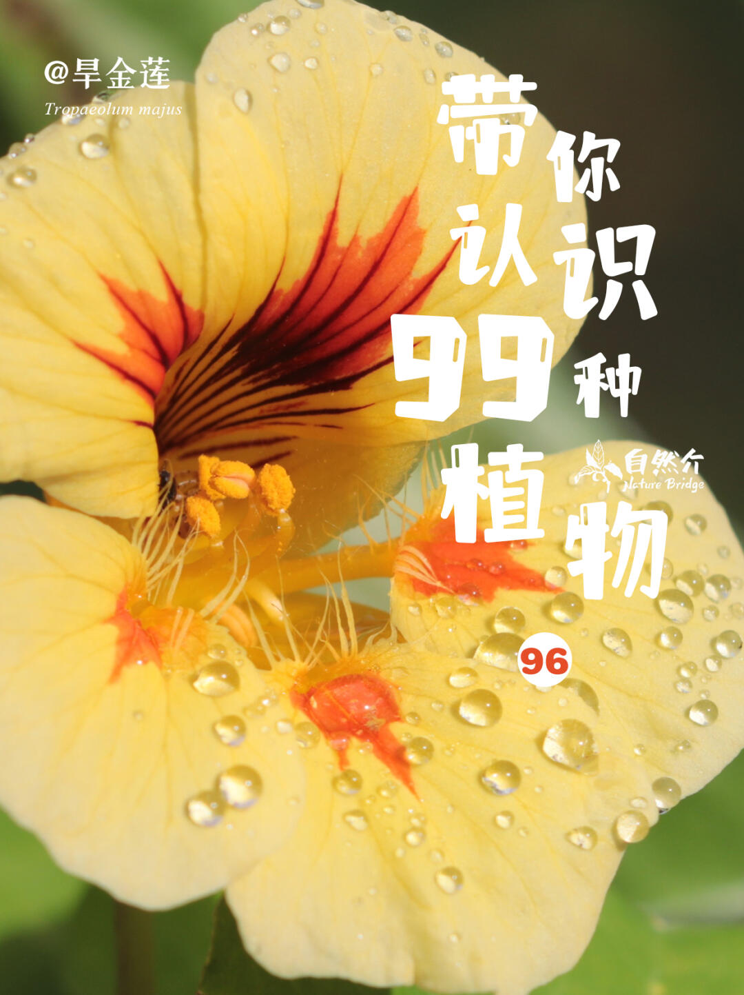 带你认识99种植物