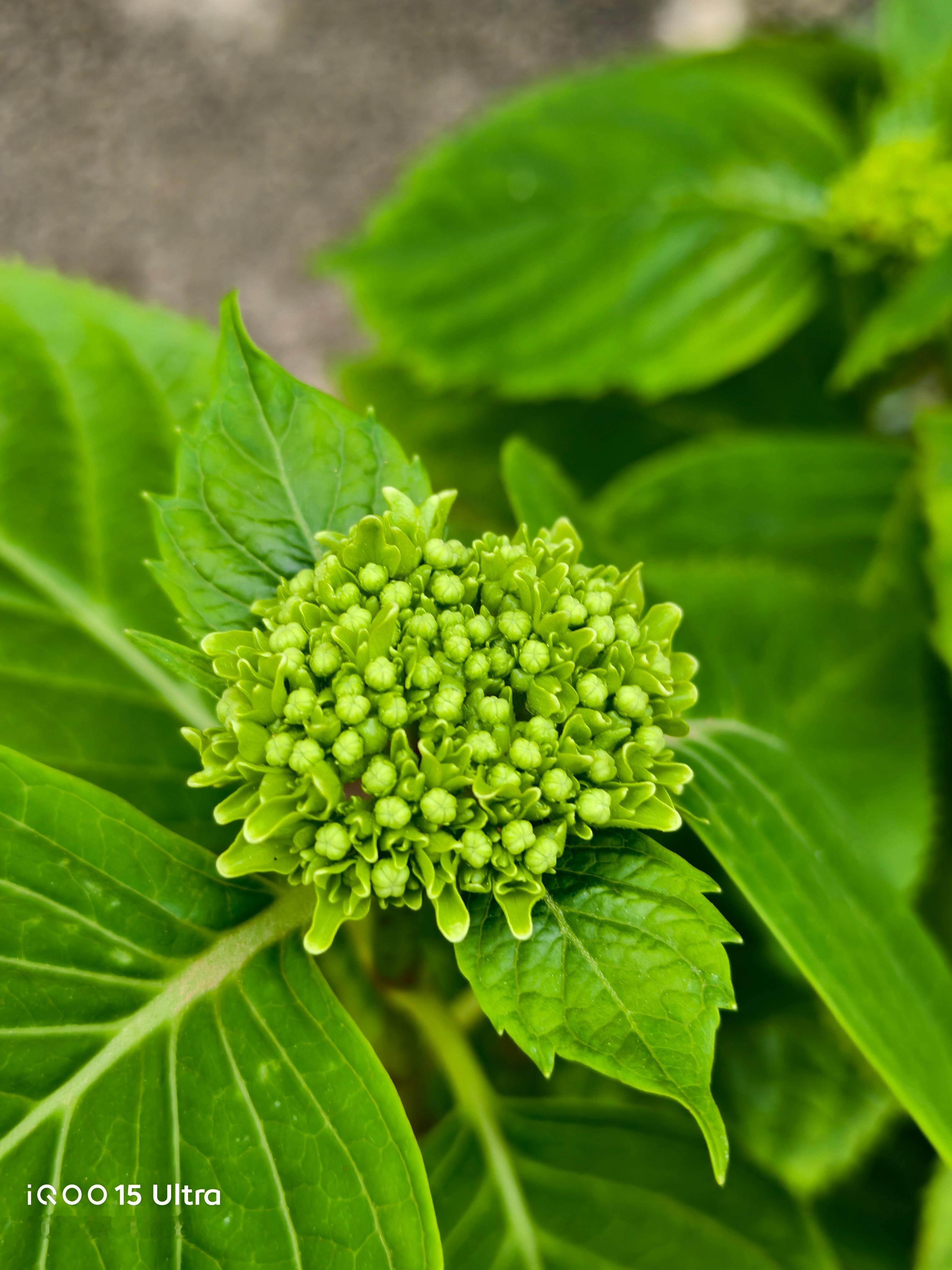 iqoo iQOO15 Ultra虽然是一款性能旗舰机，但是拍照表现还是很OK的