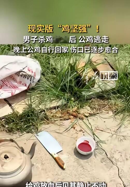 “这真是靠自己捡回一条命！”据8月15日报道，湖北荆州一名男子杀鸡放血后，见公鸡