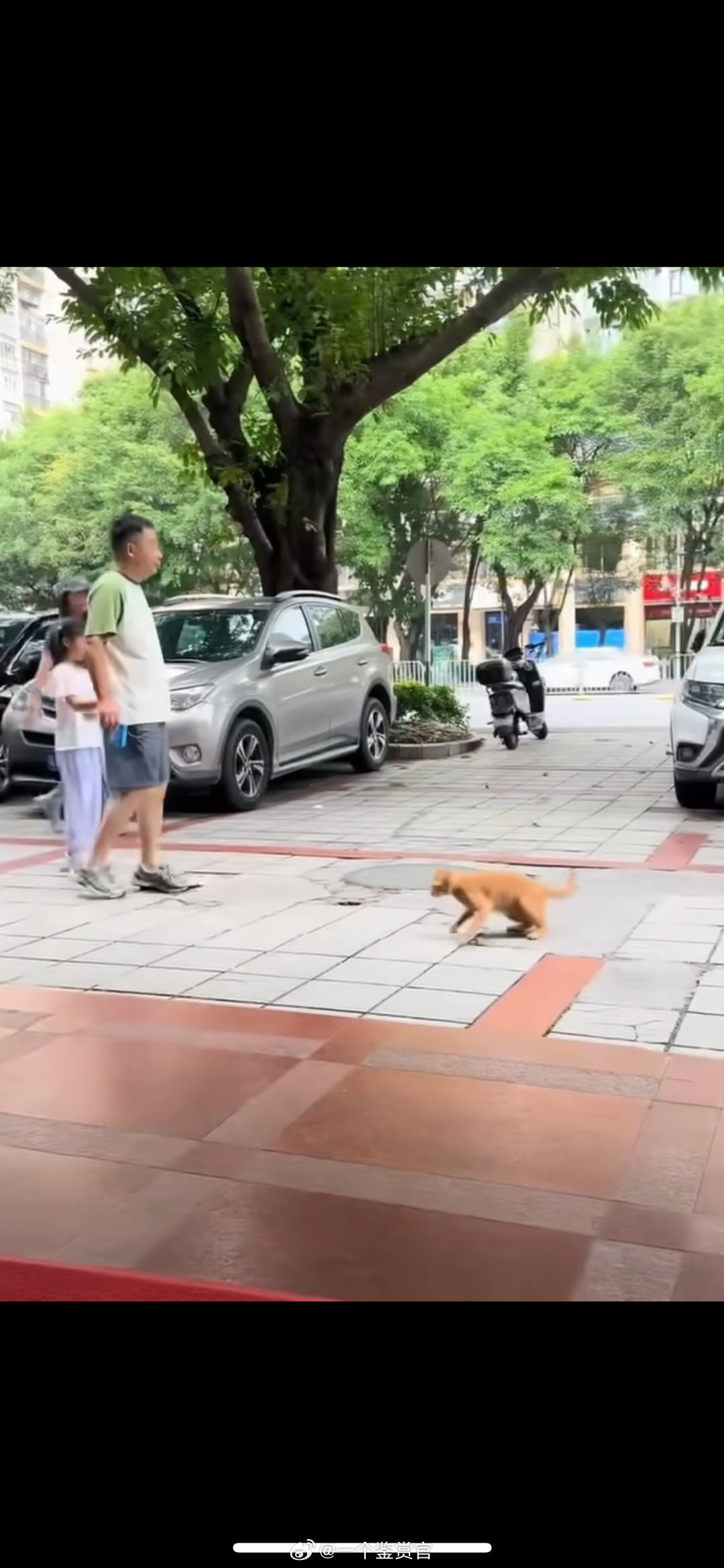 橘猫在街头趁路人不备突然跳起，谁的小心脏能受得了这种惊吓啊 