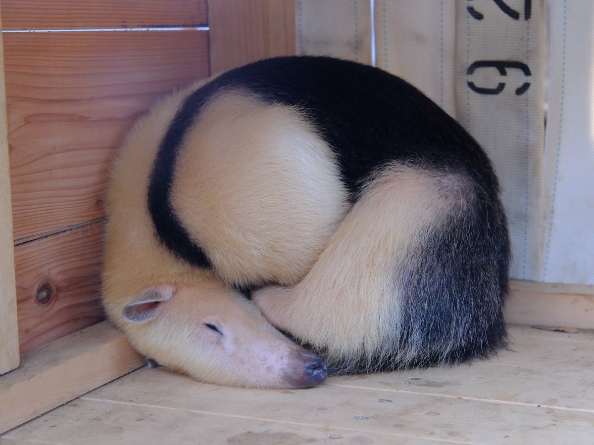 无敌可爱的小食蚁兽！【推：ichi_arie_kui】 