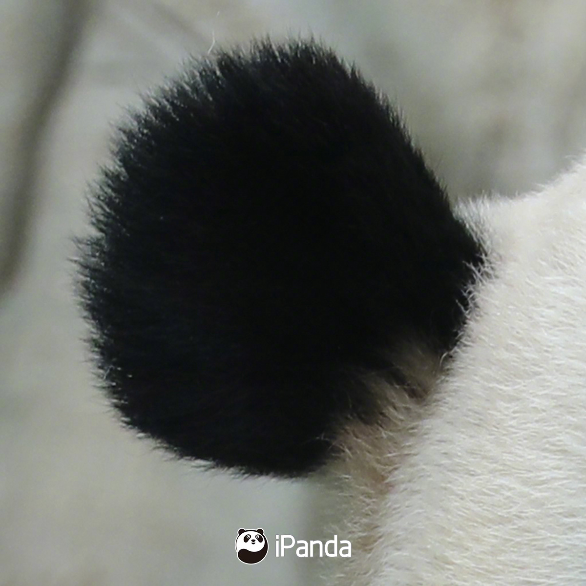 【#大熊猫耳朵形状各不相同#】#大熊猫官方认猫课堂# 中阶考试👉“看耳识熊”～