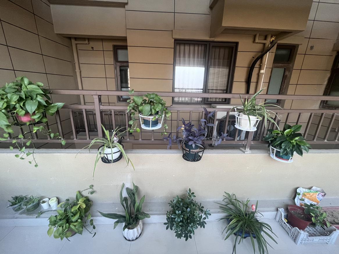 我的今日状态：😁轻松愉快
我这里的天气：☀️晴天
   “植物从不说话，却治愈