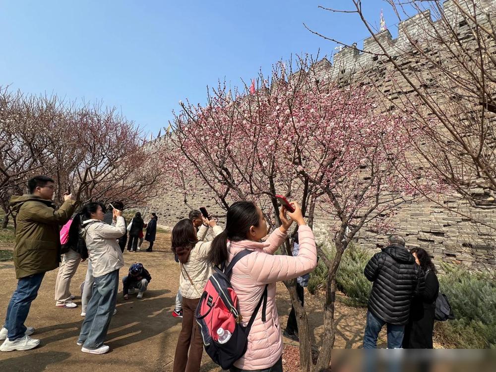 春寒料峭挡不住满城芬芳，北京明城墙遗址公园的千株梅花已进入盛花期！红粉黄白各色花