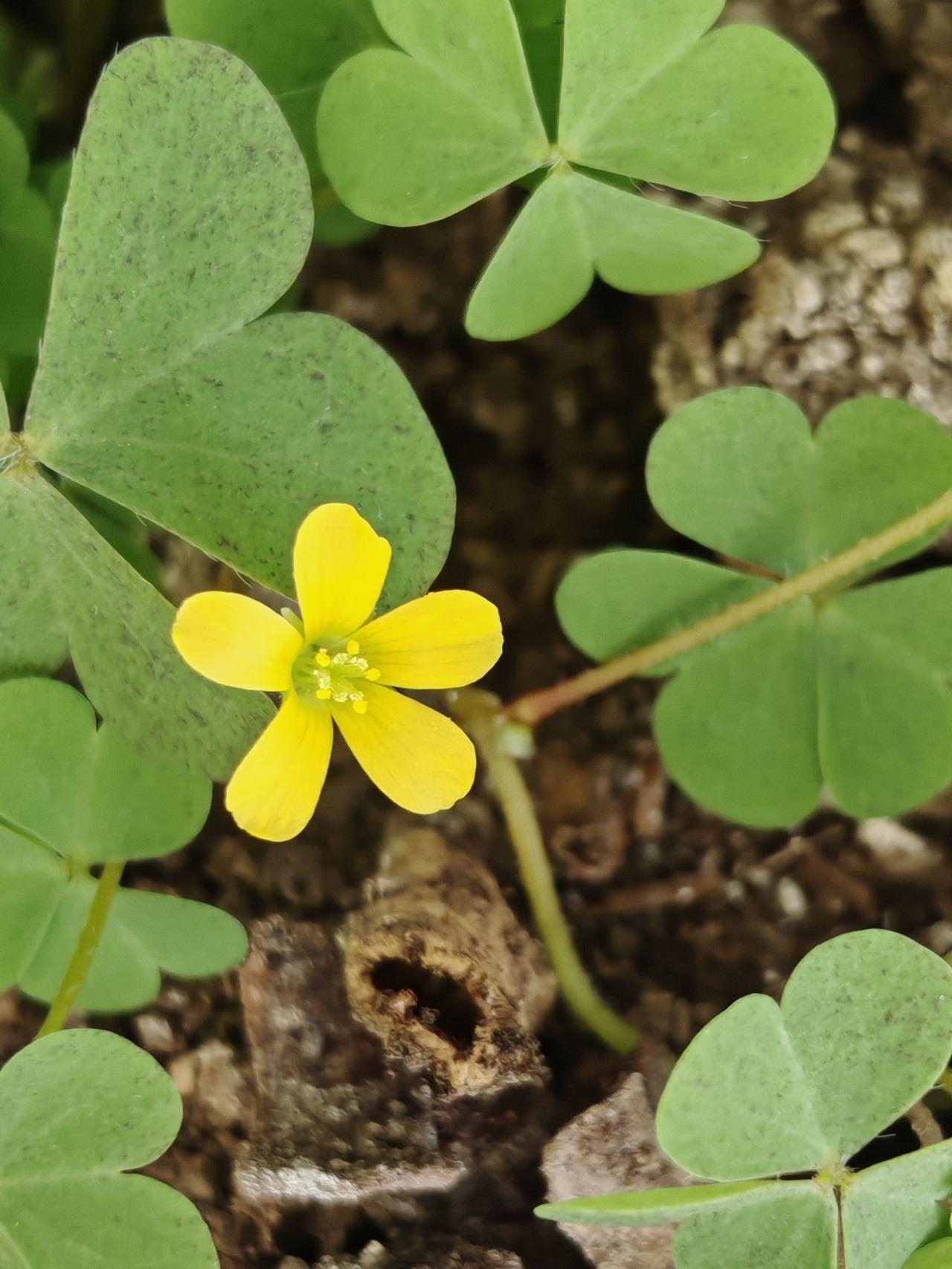 与痛风斗争的历程67
 
   今日小雪，朔风渐紧，冬意终是浓了。晨起推窗，晴空