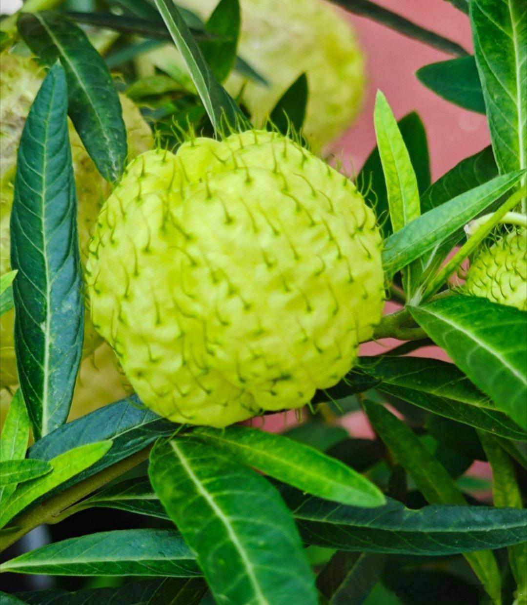 植物 这是啥花呢，在云南第一次见到 手机随手拍遇见美好 禄丰