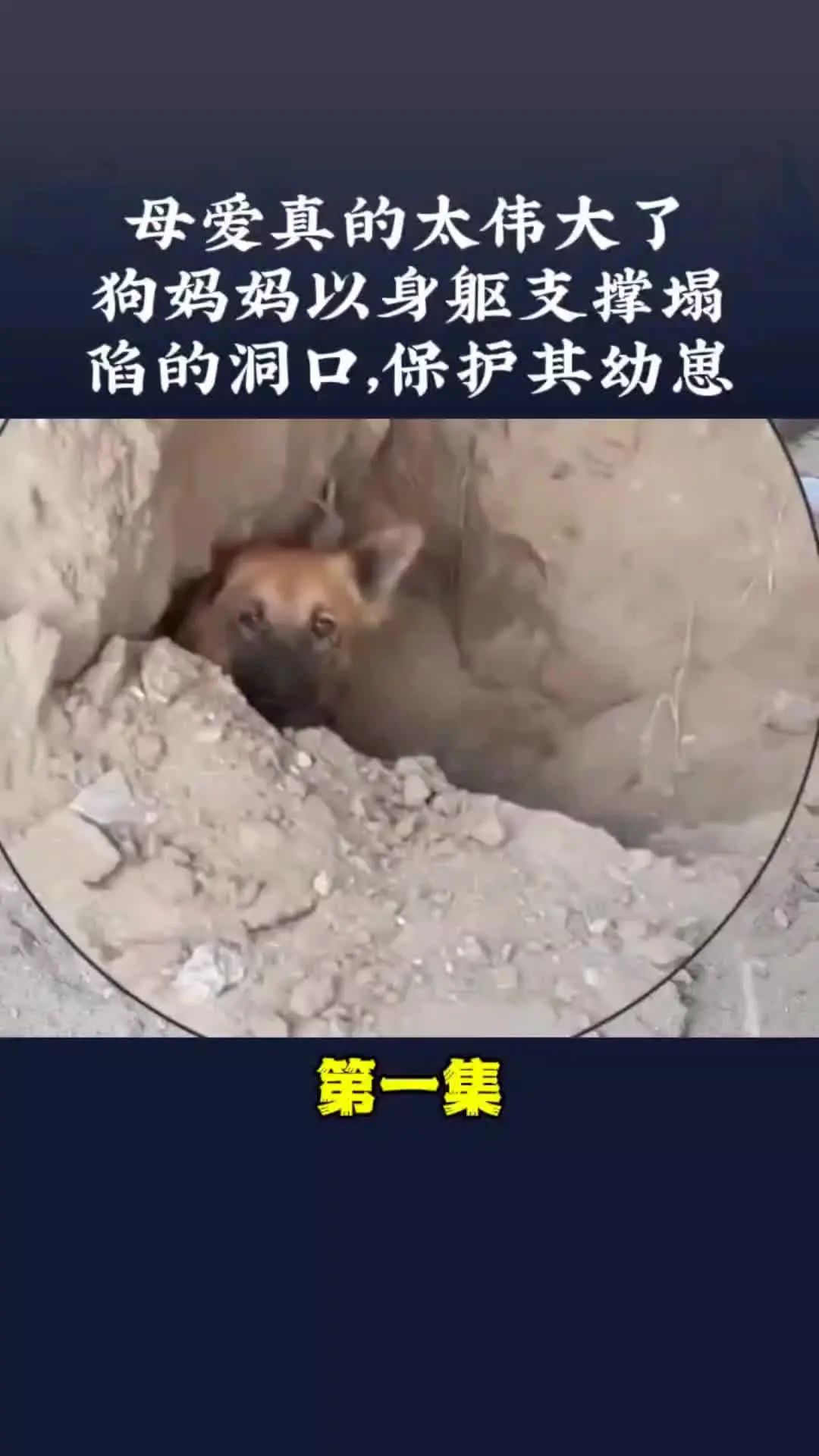内容启发搜索 动物世界 动物的迷惑行为 狗狗故事  萌狗