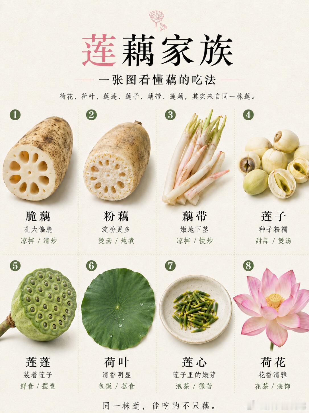 莲藕第二弹：同一株莲，能吃的部位可太多了，你以为莲藕只是莲藕， 但其实同一株莲，