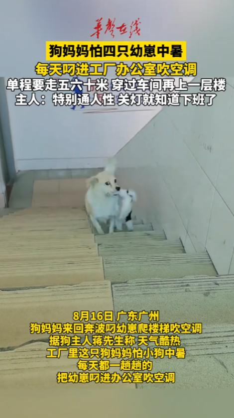 “太有灵性了！”广东广州，一家工厂里面，狗妈妈生了四个崽子，由于天太热，担心崽子