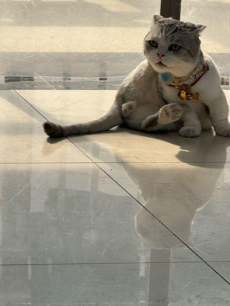 49733【丑猫】私密猫赛 