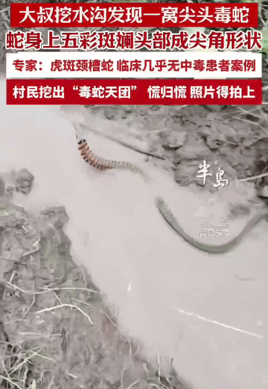 “幸亏跑得快！”山东青岛，大叔在地里挖水沟，突然从水里钻出一条“大长虫”。再挖下