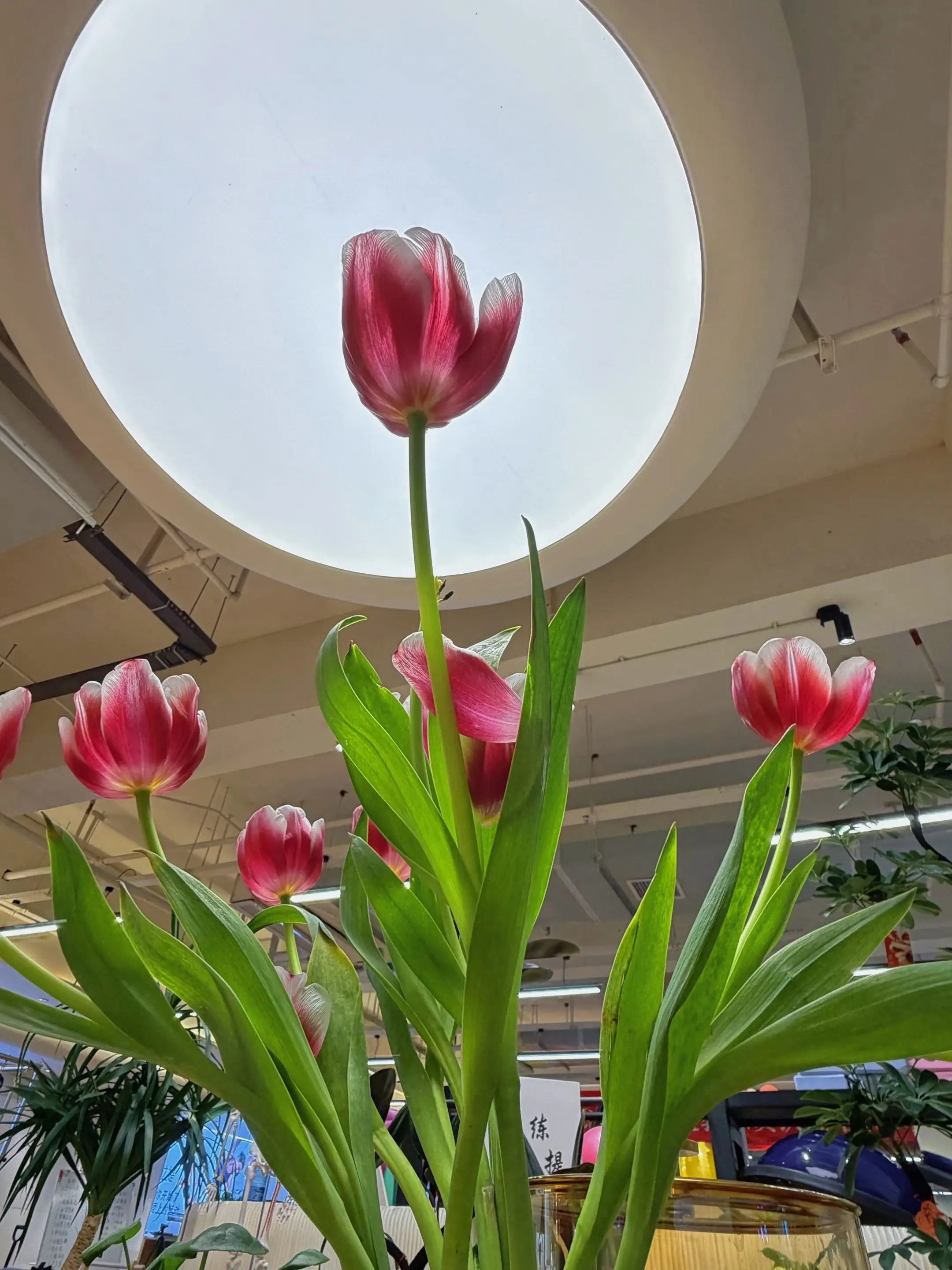 草木为邻，专业为底🌿 意练普拉提，在洁净与绿意里 帮你慢慢修复体态...