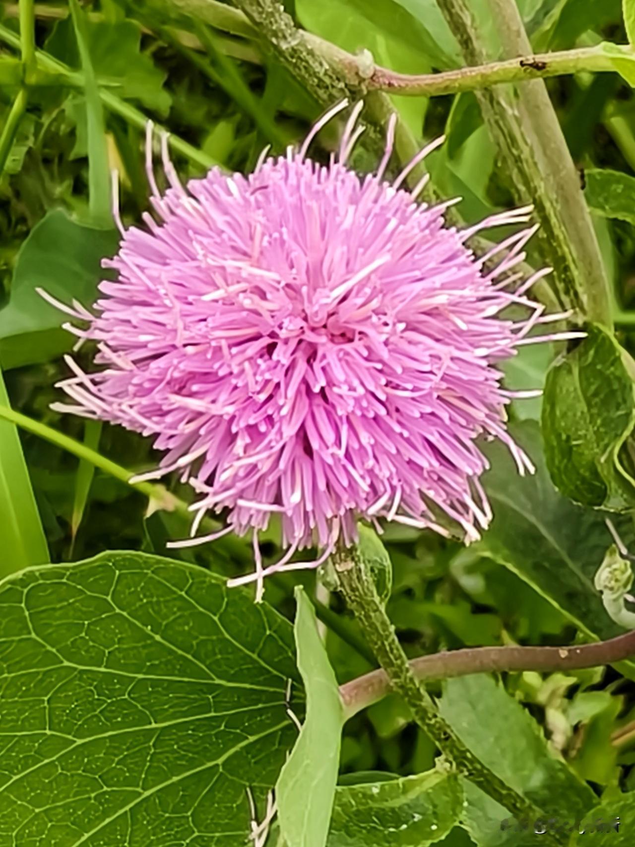《刺儿菜》
田埂边、荒地上，总能见着刺儿菜丛丛立着，不挑水土，不慕繁华，是乡里最