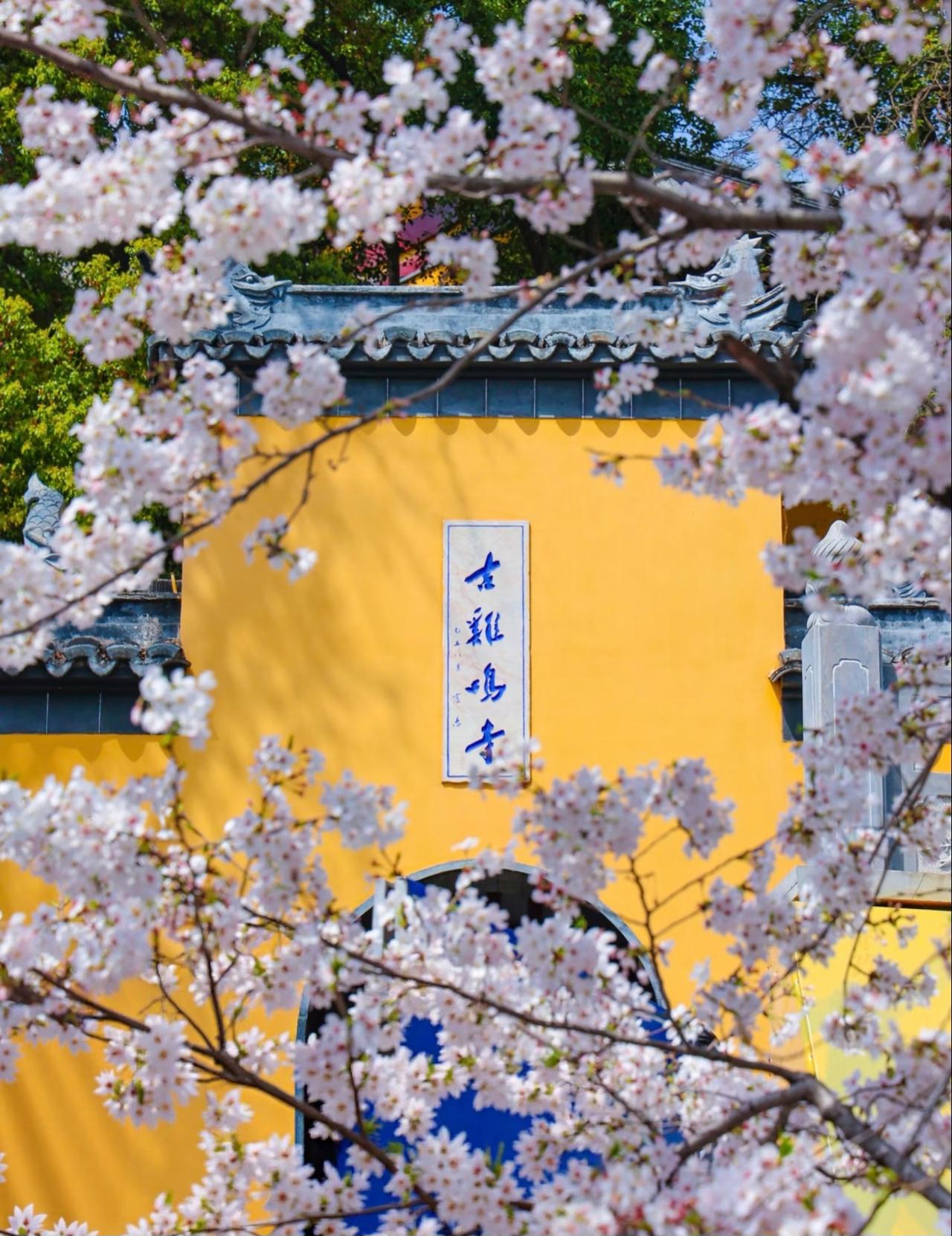 注意！南京鸡鸣寺樱花要开啦！！！
这两天有想去南京玩的朋友
一定要去看看鸡鸣寺的