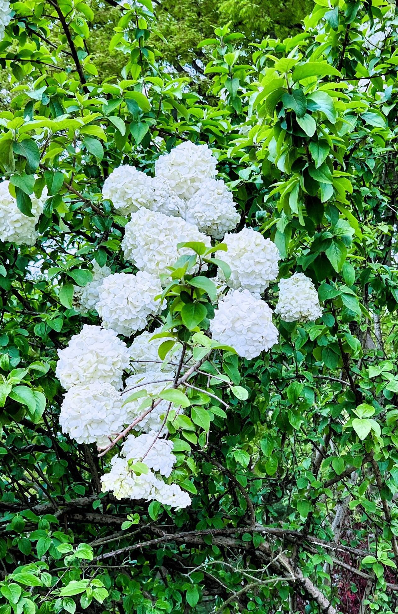 随手拍一树繁花繁花似锦的白色花朵，绿叶相映成趣，美不胜收！🌸🌿