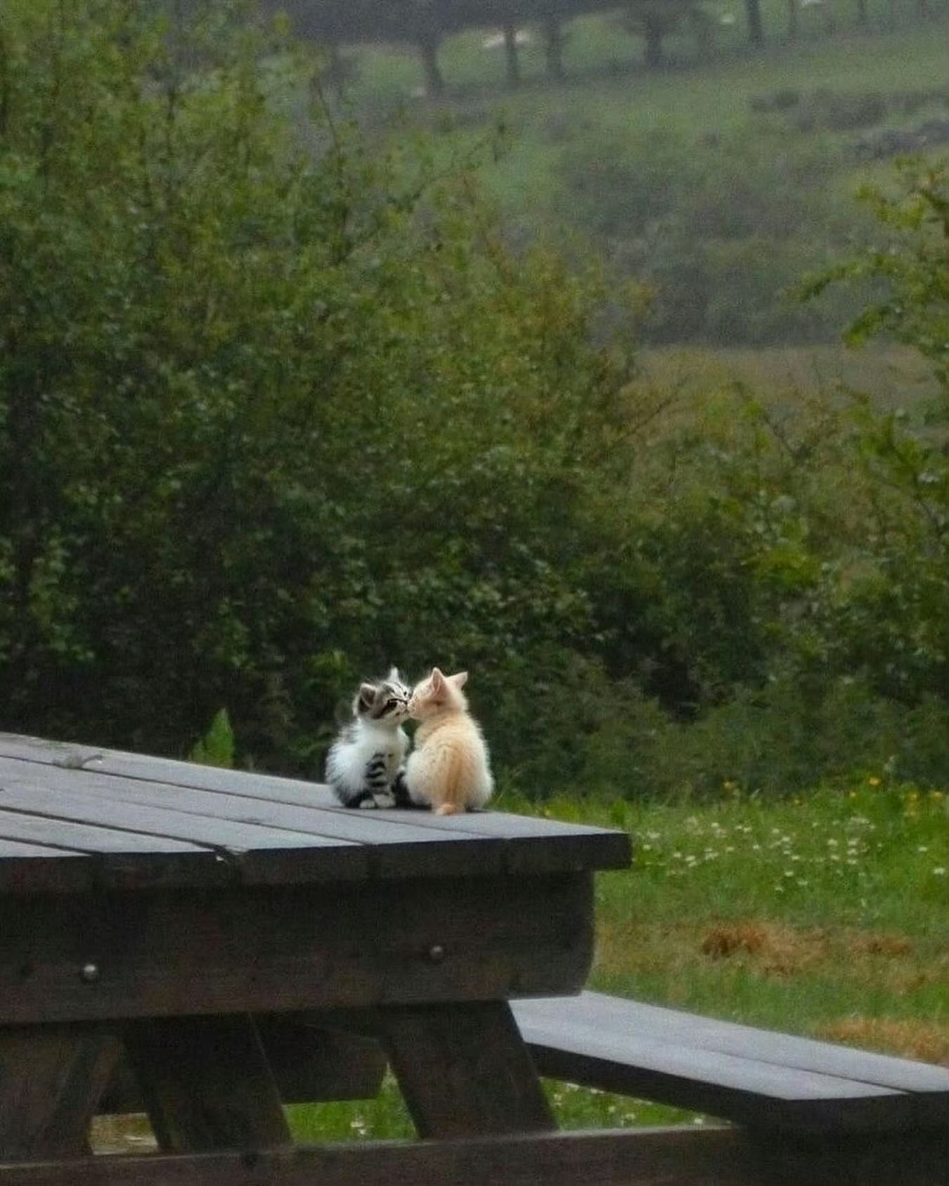 猫咪：我们在一起了[抱一抱] ​​​