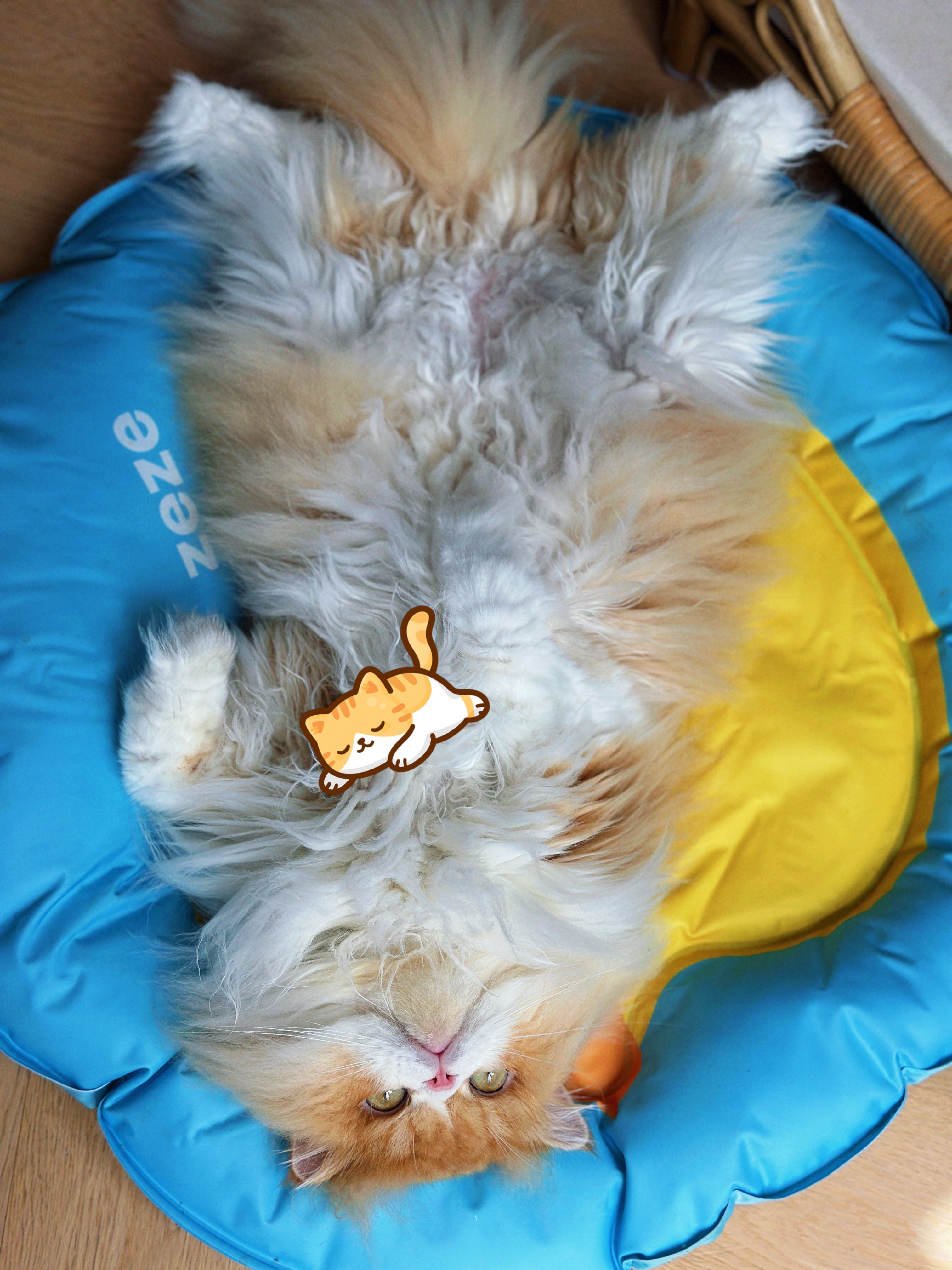 真想扑上去猛吸（被踹也认了 