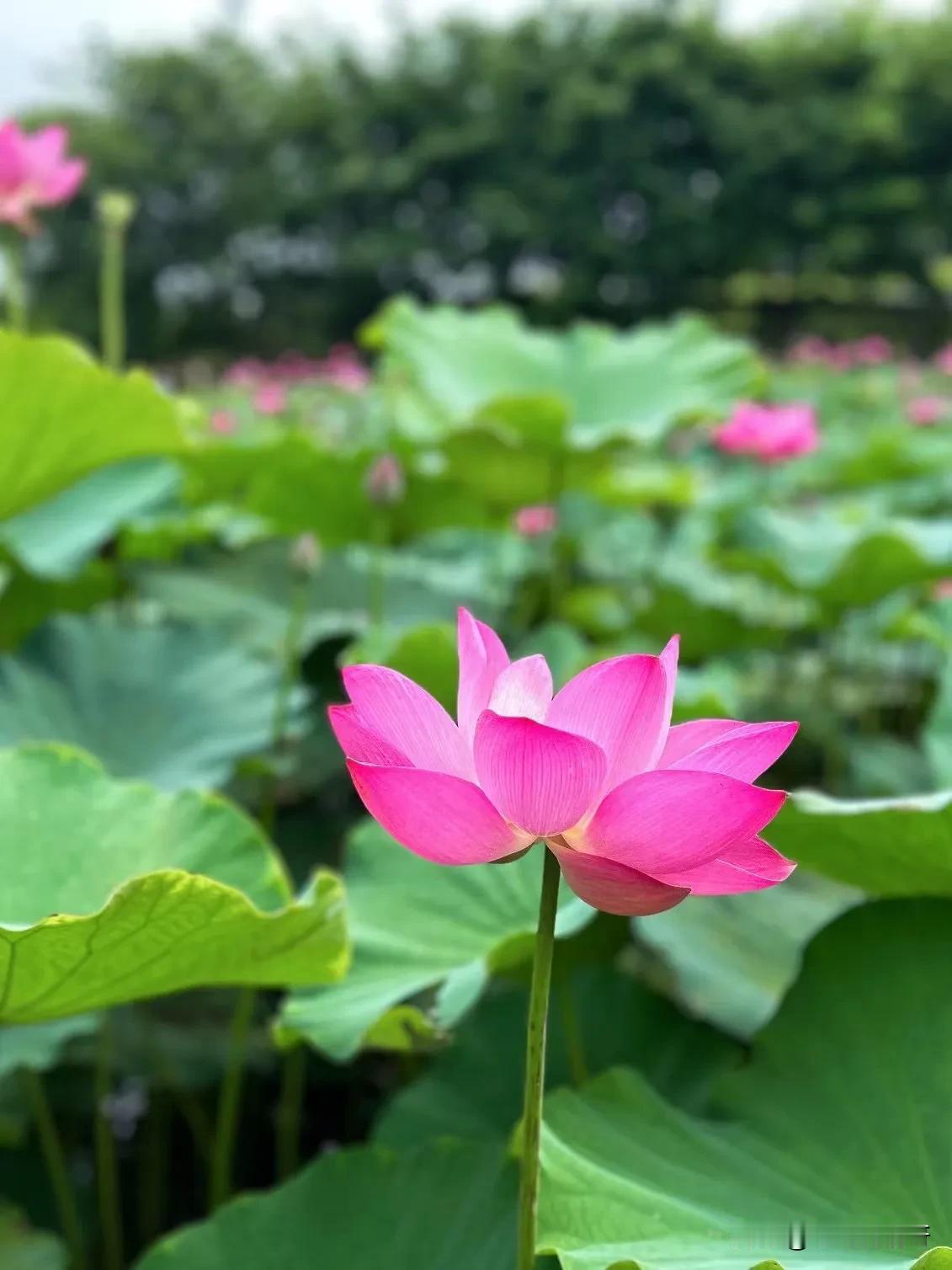 #每日一悟#
今日一悟：生活中，我们常常忙碌于追逐各种目标，却忽略了身边的美好。