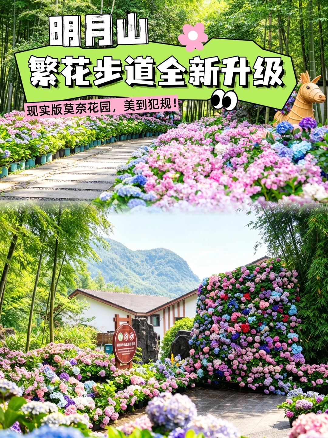 现实版莫奈花园！明月山绣球花海太好拍了！