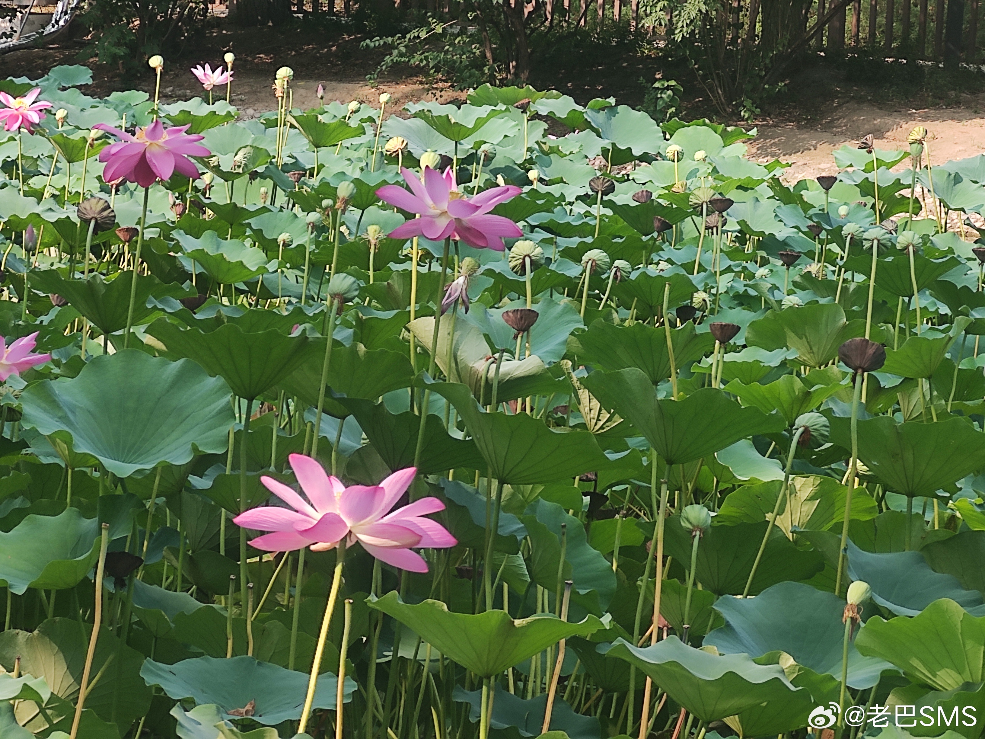 打油诗淤泥扎根蓄劲浓，翠叶撑开向碧空。莫恋浅滩寻常景，花开要立最高处。口播配套短
