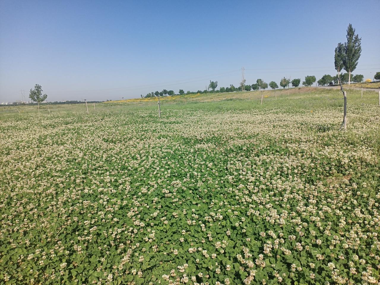 相册里的花花草草