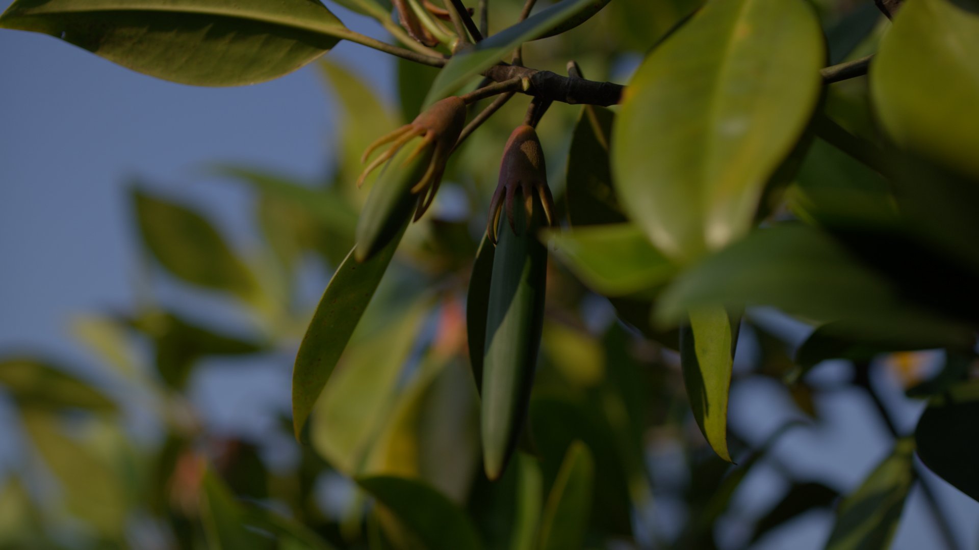 BBC镜头里的野性广东 珠江口的中华白海豚太吸睛！从灰到白再透粉晕，全球最大栖