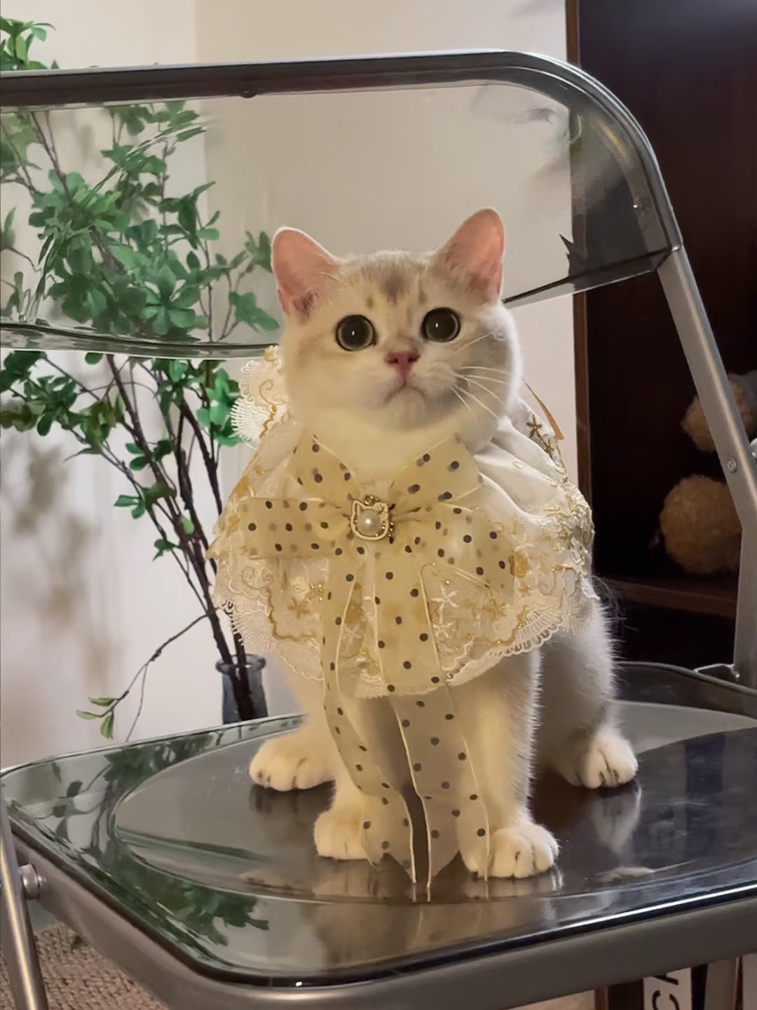 【现猫】短毛ay12蓝金妹妹