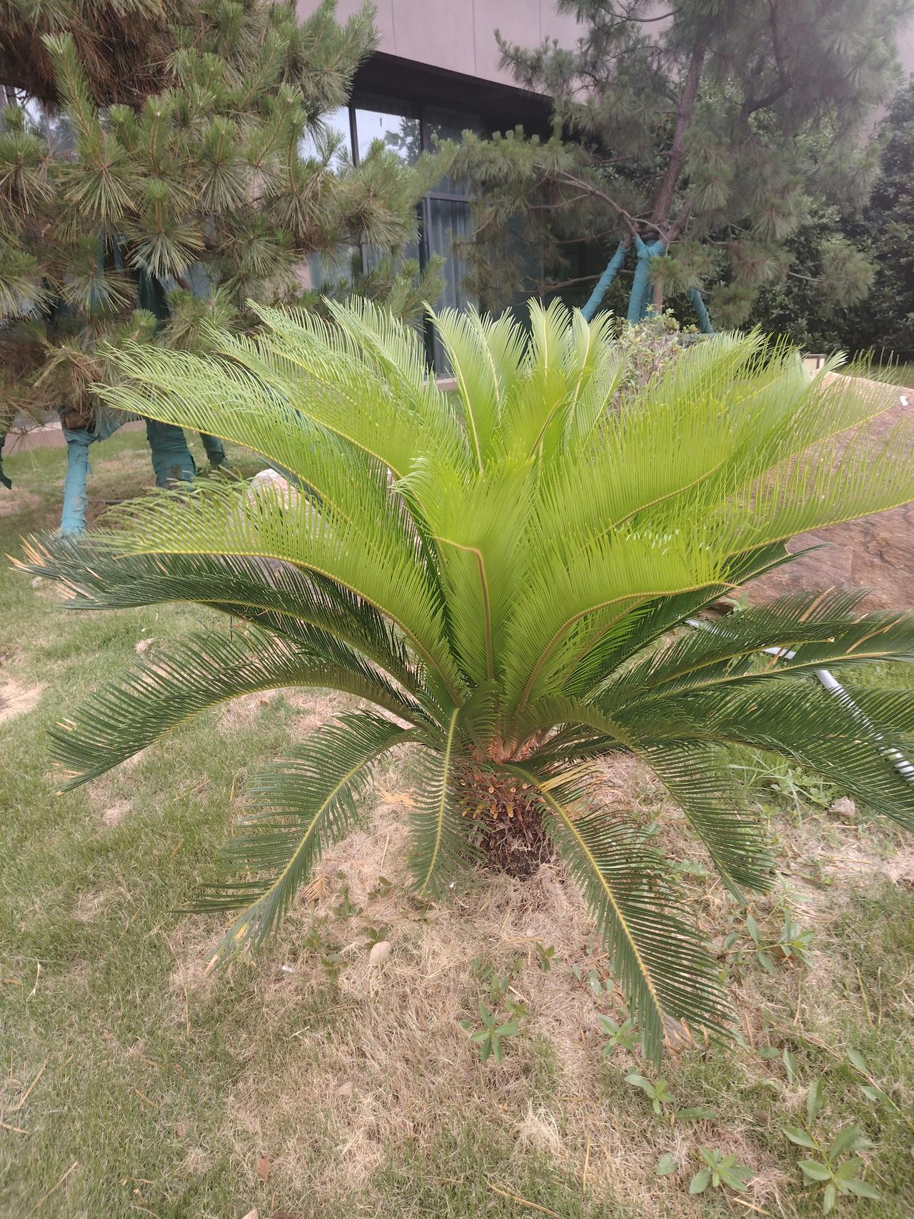 夏日随手一拍，竟拍到了铁树！在我们这儿，铁树长得还挺好。其实铁树学名苏铁，是裸子