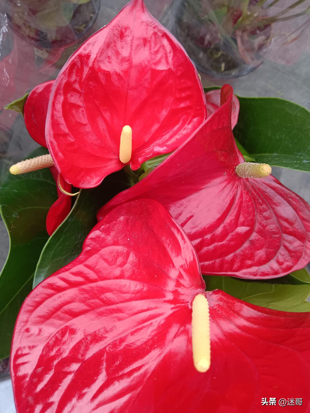 人生在世,最好的心态是什么?

有事心不乱，无事心不空，得失皆坦然

淡然才快乐