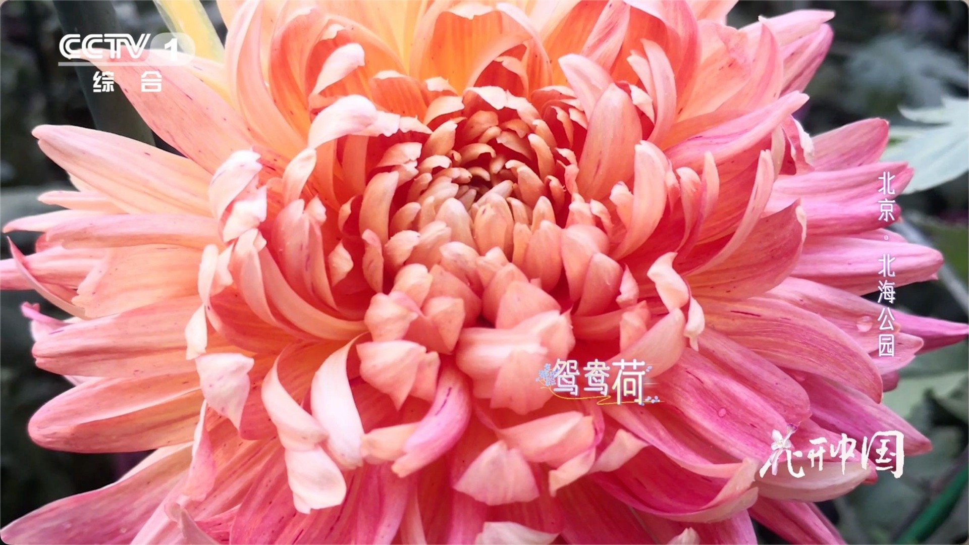 已经到了能看懂菊花美的年纪了中国人有多会取名 看《花开中国》才懂，菊花的美从名字